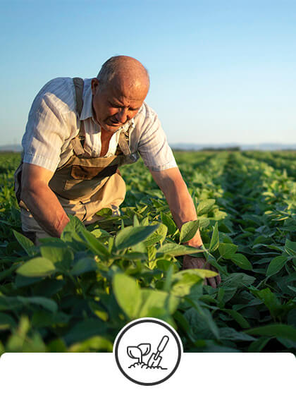 NR 31 – Segurança e Saúde no trabalho na agricultura, pecuária silvicultura, exploração florestal e aquicultura